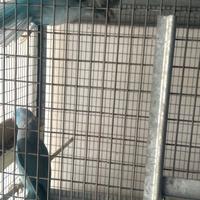 Parrocchetto collare