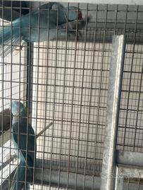 Parrocchetto collare