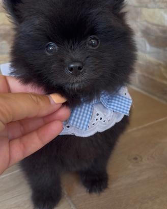 Spitz