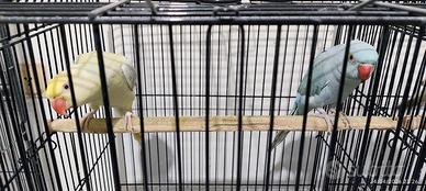 Parrocchetti Dal Collare