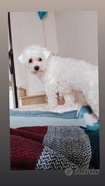 Pronto per accoppiamento