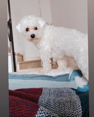 Pronto per accoppiamento