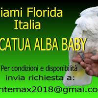 Pappagalli cacatoa bianco baby