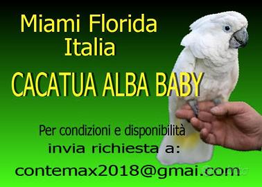 Pappagalli cacatoa bianco baby