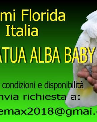 Pappagalli cacatoa bianco baby