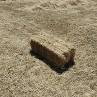 Foraggio in ballette