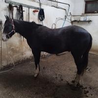 Quarter Paint Appaloosa cavallo