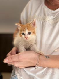 Mamma e due gattine