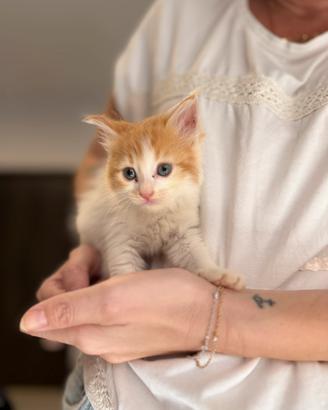 Mamma e una gattina da prendere insieme