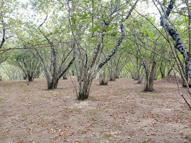 TER. AGRICOLO A AIELLO DEL SABATO