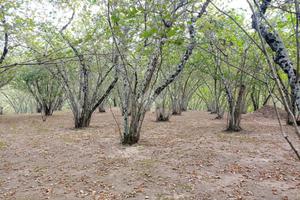 TER. AGRICOLO A AIELLO DEL SABATO