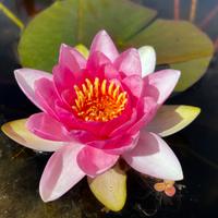 Piante acquatiche, kit laghetto / minipond