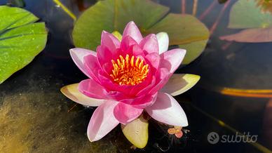 Piante acquatiche, kit laghetto / minipond