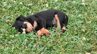 Jagdterrier cuccioli