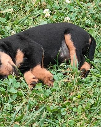 Jagdterrier cuccioli