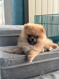 Volpini di Pomerania cuccioli con pedigree