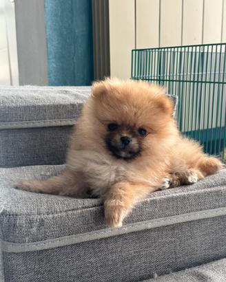 Volpini di Pomerania cuccioli con pedigree