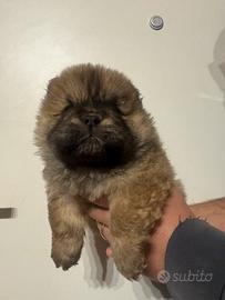 Chow chow cucciolo