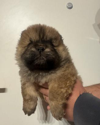 Chow chow cucciolo