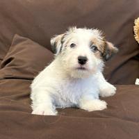 Cuccioli Jack Russel