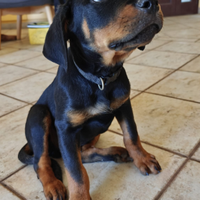Cuccioli Rottweiler