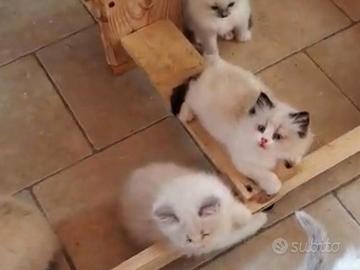 ragdoll con pedigree 