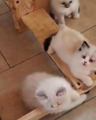 ragdoll con pedigree 