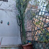 Imponente Euphorbia Ingens (Cactus) - Oltre 3 metr