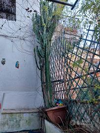 Imponente Euphorbia Ingens (Cactus) - Oltre 3 metr