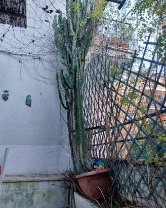 Imponente Euphorbia Ingens (Cactus) - Oltre 3 metr