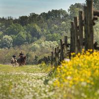 Cavallo per trekking