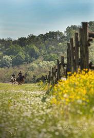 Cavallo per trekking