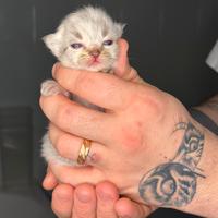Cuccioli Maine Coon