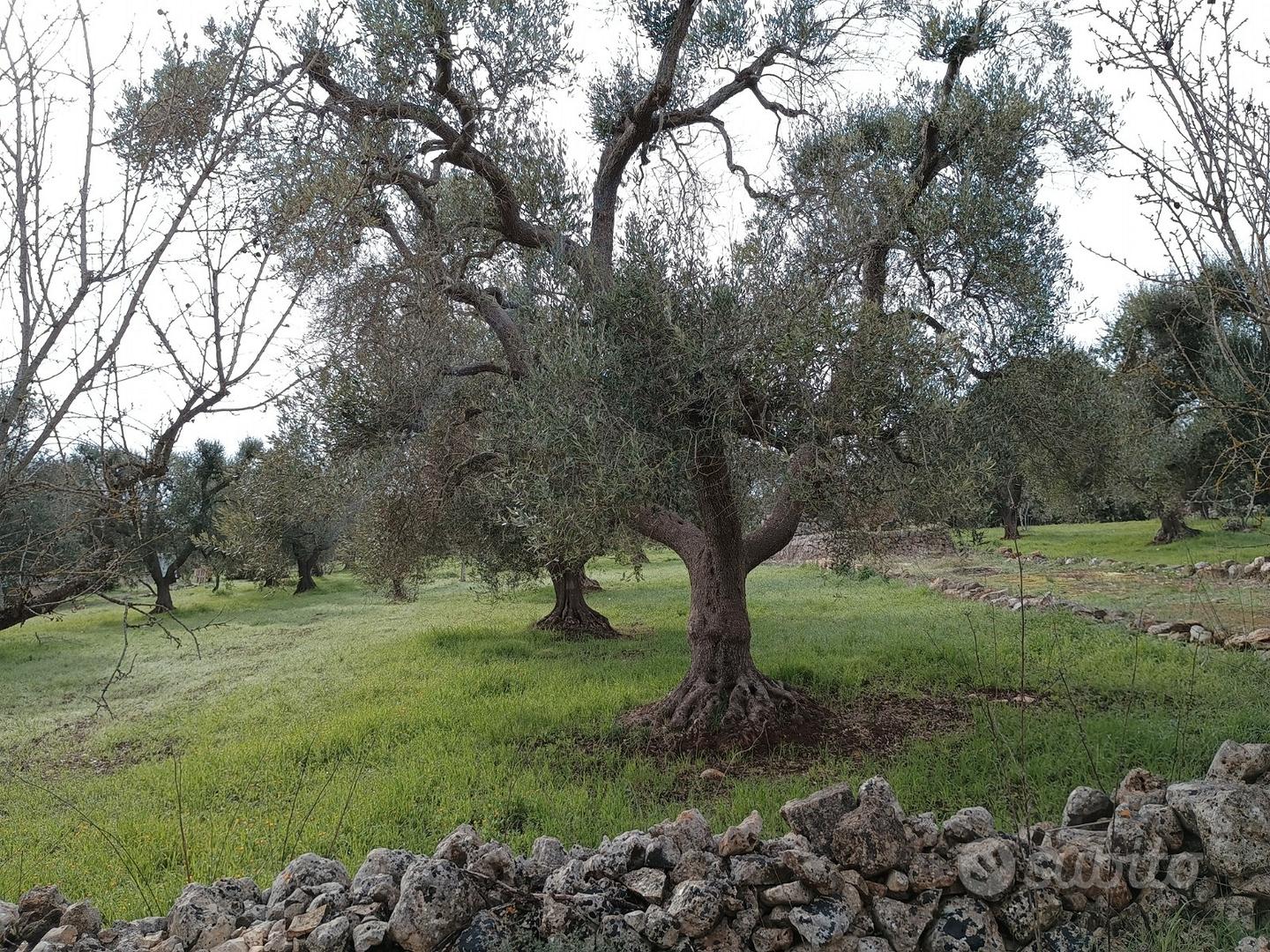 Terreno con ulivi secolari - Vista 4