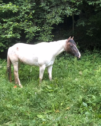Cavallo