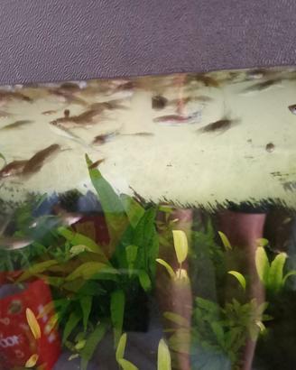 Guppy adulti