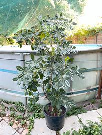 Piante di Pitosforo