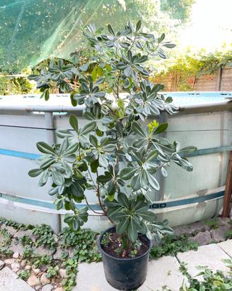 Piante di Pitosforo
