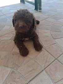 Lagotto romagnolo