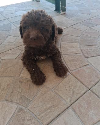 Lagotto romagnolo
