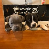 Staffordshire bull terrier