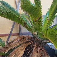 CYCAS DA GUARDINO ENORMI