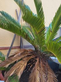 CYCAS DA GUARDINO ENORMI