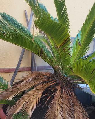 CYCAS DA GUARDINO ENORMI