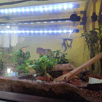 Ciclidi nani e altri pesci, taglie varie