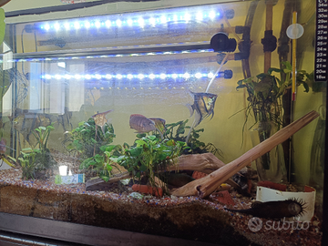 Ciclidi nani e altri pesci, taglie varie