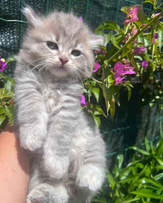 Cuccioli di Gatto Siberiano