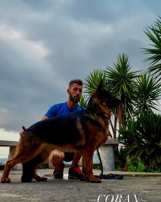 Pastore tedesco per accoppiamento
