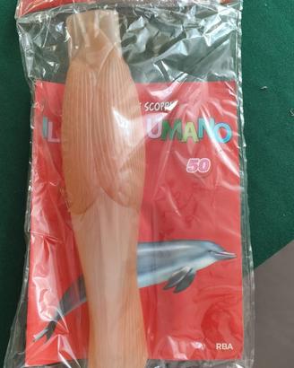 Corpo umano raccolta