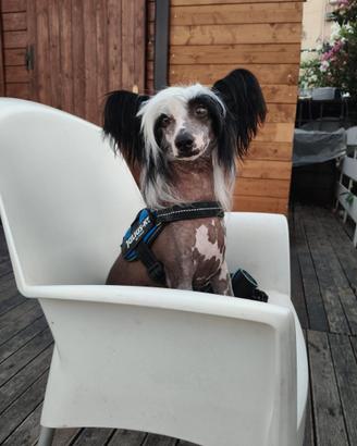 Chinese Crested Dog Monta